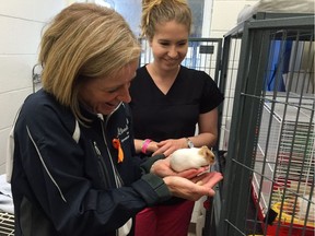 Alberta Premier Rachel Notley plays with two hamsters, Peanut and Jack, rescued from a home in Fort McMurray after the wildfires that swept through the city. Some residents of the city started returning to their homes on June 1, 2016.