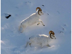 Dall sheep.