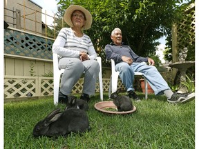 Feral rabbits in south Edmonton neighbourhood trigger pellet gun fears ...