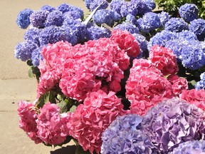 Depending on the acidity of the soil, some hydrangea varieties have the ability to change colour, from pink to blue to 'blurple.'