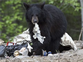 A black bear forages for food on the Fort McMurray First Nation Reserve Alta. on Wednesday June 1, 2016.