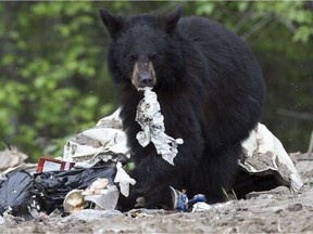 A black bear forages for food on the Fort McMurray First Nation Reserve on Wednesday, June 1, 2016. Reserve staff went in and cleared all of the spoiled food from homes before residents returned. The spot where the spoiled food was dumped is where the bear was spotted.