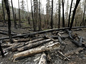 Some burned trees behind a home in downtown Fort McMurray that was burned to the ground. On Wednesday a phased re-entry of 15,000 Fort McMurray residents occurred, almost a month after a massive wildfire forced the evacuation of the entire city population of almost 90,000 people.