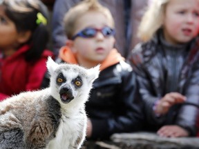 Ring-tailed lemurs from Madagascar show themselves for the first time outside the enclosure in Avifauna Bird Park in Alphen aan den Rijn on April 9, 2014. Children would learn more about wildlife from documentaries on TV than going to zoos, says letter writer Kay Guthrie.