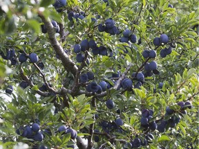 Plum pollination involves the three groups of plums — native, native plum hybrids, and Japanese — and includes both early-blooming and late-blooming varieties.