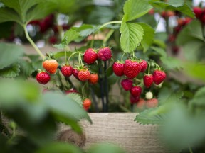 Isolating your strawberries from broadleaf weeds can help keep damaging insects away and protect your fruit from deformities.