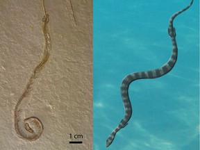 The fossil Tetrapodophis, and as reconstructed in life.