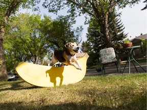 The Bonanza Boulevard of Fun in Hazeldean is a commitment by one resident to sit in her front rather than back yard Saturday. It's one of 120 small projects from everyday Edmontonians aimed at strengthening their communities.