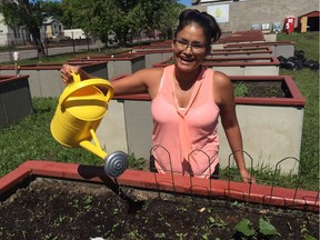 Joanne Skani waters her plants at the tomato garden in McCauley.