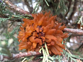 Cedar-apple rust is a funky-looking fungus that can be combated with pruning and sulphur spray.