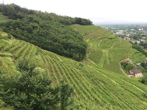A vineyard in Alsace, France.