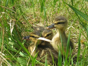 Mother ducks will try to distract predators to protect her ducklings.