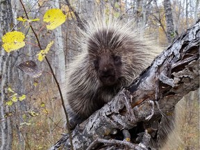 Be careful when you're out in nature, to protect porcupines and other creatures.