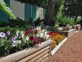 A zero tillage system using raised garden beds can help conserve water and limit weeds.