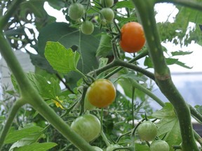 Figuring out whether your tomatoes are determinate or indeterminate is the first step when deciding whether or not to prune them.