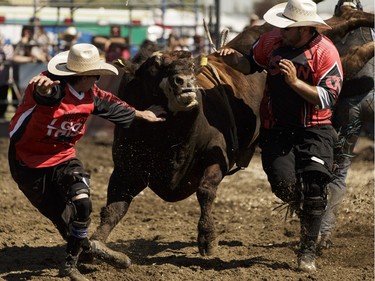 Bullfighters work with a bull during Bulls For Breakfast at Big Valley Jamboree 2016 in Camrose, Alberta on Friday, July 29, 2016.