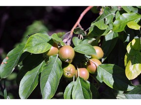 Avoid lawn fertilizer and prune effectively to encourage blooming and fruit production from your apple trees.