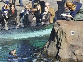 Zoo keeper Karyn MacDonald, right, feeds Hula, a harbour seal at the Edmonton Valley Zoo, where admission is free on Sunday.