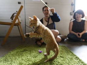 Sara McKarney and Erin Beever play with a ginger kitten at the Edmonton Pop-Up Cat Cafe at Latitude 53 in Edmonton, on Sunday, July 3, 2016. Visitors spent time with cats and kittens from Zoe's Animal Rescue Society while savouring coffee served by Iconoclast Coffee at the downtown art gallery.