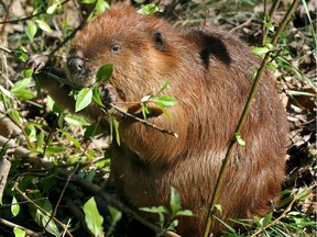A beaver munches on saplings and grass shoots along the trail in Emily Murphy Park in Edmonton in a 2013 file photo. The iconic Canadian creature seemed completely unconcerned about people passing by at close range.