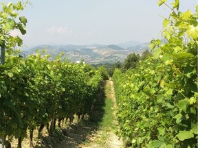 Lambrusco Maestri vineyards in Emilia-Romagna.