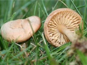 Mushrooms commonly grow in fairy rings, discoloured semi-circles that can show up on your lawn due to a fungus that prevents moisture from reaching grass roots.