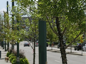 Trees planted in small pits on 124 Street near 106 Avenue.