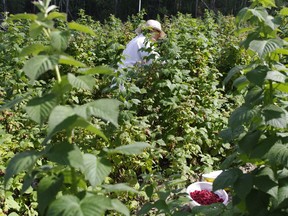 Raspberries are hardy and thrive on neglect, making them easier to grow than most plants, while producing delicious fruit.