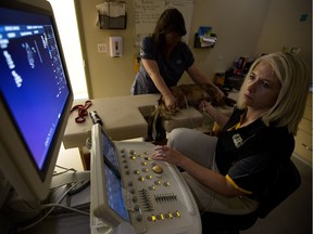 Veterinary cardiologist Kim Hawkes performs an echocardiogram on her patient Charlie, a dachshund with a heart murmur, on July 20, 2016.