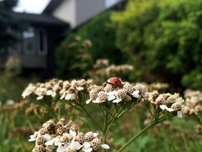 A ladybug sits on a plant in Craig Schlegelmilch's naturalized front yard, in south Edmonton on Aug. 25, 2016. A Journal letter writer says the city should focus on its own properties before scrutinizing private property for weeds.