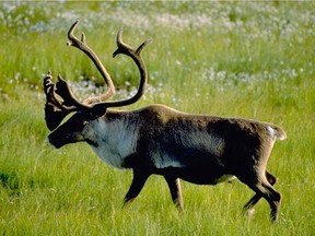 File photo of a woodland caribou.