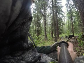A YouTube video posted on June 5, 2016, shows American hunter Josh Bowmar spearing a black bear with a homemade spear. The hunt was near Swan Hills, about two hours north of Edmonton.
