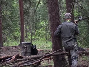 A YouTube video posted on June 5,2016 shows American hunter Josh Bowmar spearing a black bear from about 12 to 15 yards away with a homemade spear. The hunt was near Swan Hills, about two hours north of Edmonton. Screen capture.