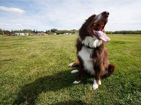 Bo, a three-year-old chocolate border collie, yawns after exercising at Grand Trunk dog park in Edmonton, Alta., on Monday, Aug. 29, 2016.