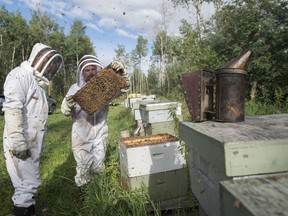 Carlos Castillo and intern Matthew Oldach examine a frame from a hive before taking samples from Craig Toth's beehives near Morinville on Aug. 11, 2016.