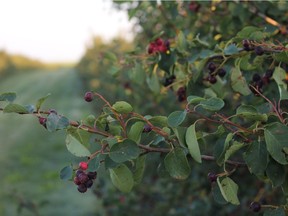 Saskatoon trees usually live for 30 to 50 years, although fruit production can decrease as trees near the end of their lifespan.