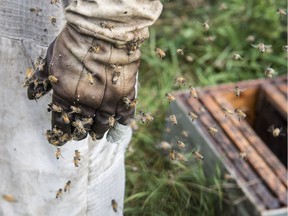 Why are the bees dying? Alberta scientists are in the race to find out ...