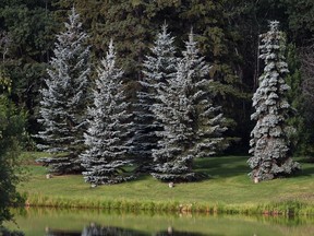 Weevils can damage young spruce trees, causing the leader to curl or turn brown, but the damage is only cosmetic.