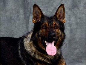Edmonton police dog Jagger was allegedly assaulted while apprehending a man running from police on Tuesday, Aug. 2, 2016. Jagger suffered non-life threatening injuries.