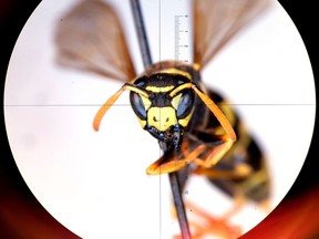 A European paper wasp photographed through a microscope at the Royal Alberta Museum. Assistant curator, invertebrate zoology, Matthias Buck discovered the wasp Monday during his lunch break, marking the first time the invasive species has been spotted as far north as Edmonton.