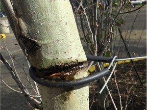 Securing transplanted trees  with heavy stakes and wire straps to protect it from wind damage can often do more harm than the wind itself.