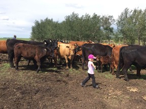 Jill Burkhardt suggested synchronized doubles cattle herding as a #AgOlympics event. Here her husband Kelly Burkhardt and their daughter Brynn herd cattle using a low stress handling technique. Photo courtesy of Jill Burkhardt.