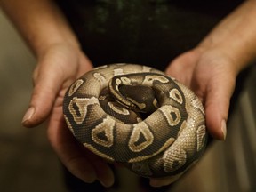 Michele Weldon holds a rescued ball python. She says they have been popular with pet stores in recent years, leading to more being abandoned by their owners.