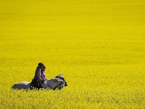 Riders and their horses pass through a canola field as they take an afternoon trail ride near Cremona, Alta., on July 19, 2016. Canola crops are currently at the heart of trade tensions between Canada and China.