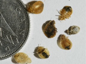 Bedbugs are so small that they're dwarfed by a Canadian dime.