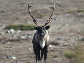 A 2010 photo shows caribou in Jasper National Park. Alberta's Caribou Action Plan proposes several steps to protect the Little Smoky-A La Peche herds in the Grande Cache area, but Conor O'Donnell writes that the provincial government can't ignore the potential impact this plan could have on forestry jobs.