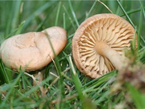 Kicking over mushrooms on your lawn before they release their spores can help keep them at bay.