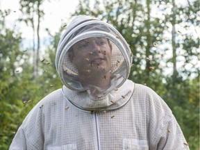 Why are the bees dying? Alberta scientists are in the race to find out ...