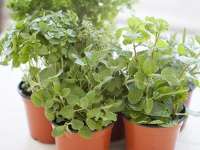 Herbs that spend the summer outdoors, including parsley, thai basil, and mint, can be moved indoors for the winter without bringing bugs into your home.