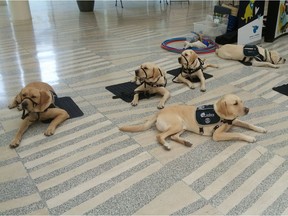 Service dogs were celebrated at City Hall on Monday as part of International Assistance Dog Week.